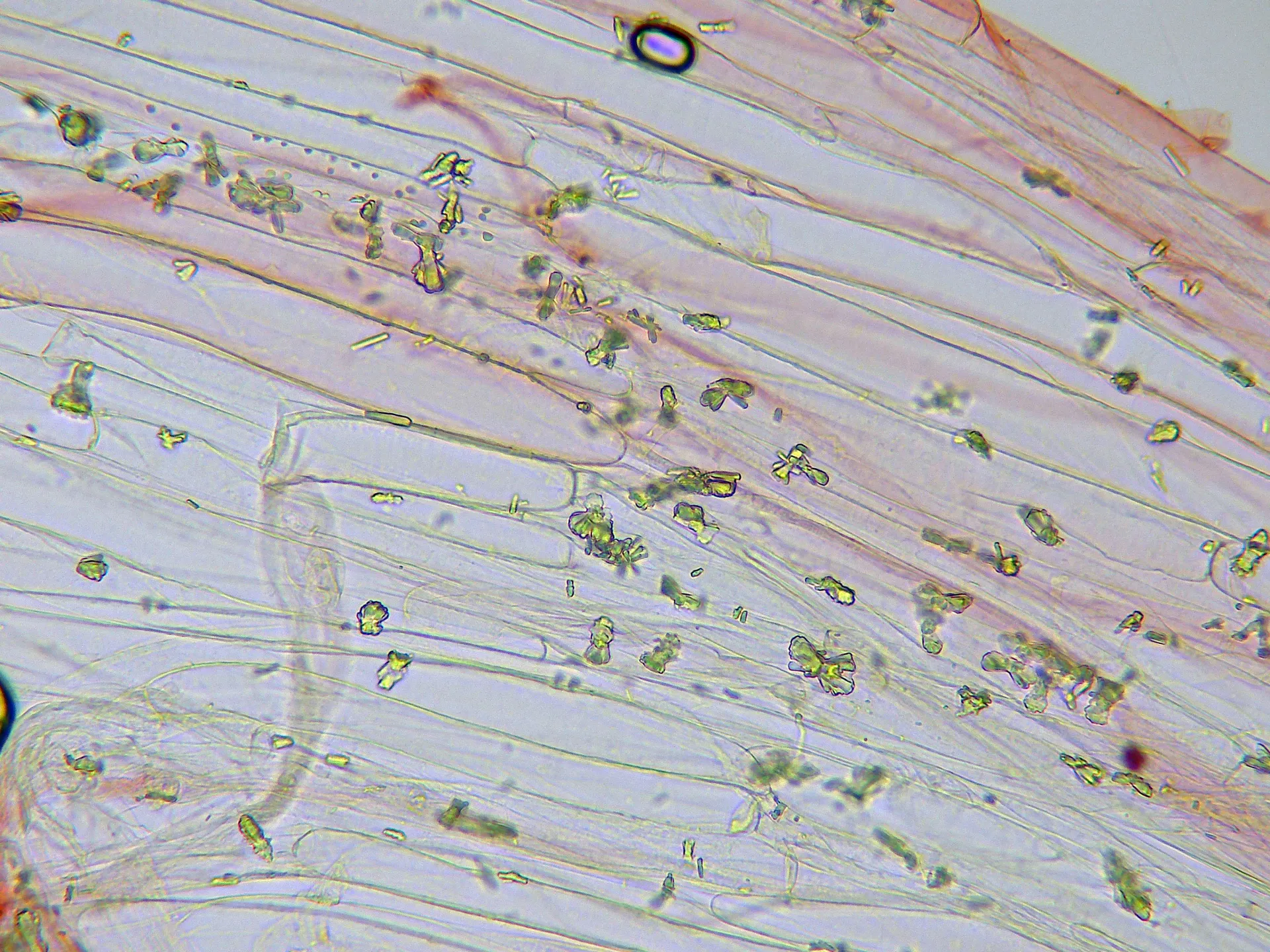Microscopía de Psathyrella panaeoloides - 10 - Hifas estípite x 400-004
